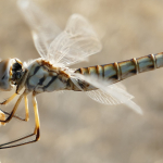 Selysiothemis nigra, female