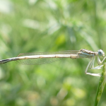 Platycnemis dealbata, male