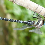 Caliaeschna microstigma, male