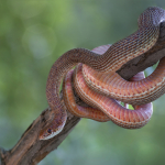 Dolichophis schmidti