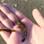 Rhinogobius lindbergi