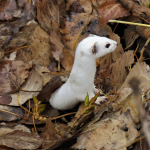 Mustela nivalis