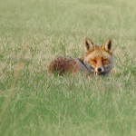 Vulpes vulpes