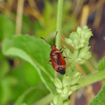 Deraeocoris ruber