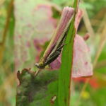 Oncocera semirubella