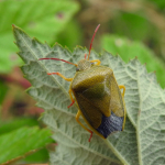 Piezodorus lituratus