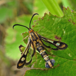 Chamaesphecia empiformis