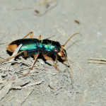 Megacephala euphratica