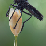 Dasypogon diadema