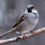 Passer domesticus