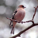 Fringilla coelebs