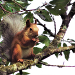 Sciurus anomalus