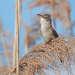 Acrocephalus arundinaceus