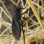 Dasypogon diadema