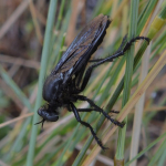 Dasypogon diadema