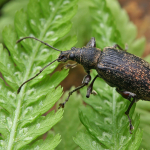 Phyllobius circassicus