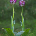 Orchis simia