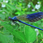 Calopteryx splendens