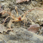 Galeodes araneoides