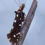 Euplocamus anthracinalis