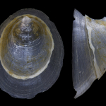 Ancylus capuloides