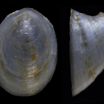 Ancylus major