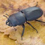 Dorcus parallelipipedus