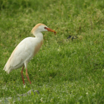 Bubulcus ibis