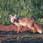 Vulpes vulpes