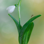 Galanthus woronowii