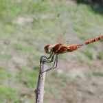 Sympetrum fonscolombii