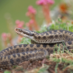 Vipera dinniki