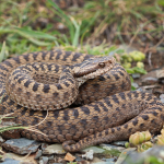 Vipera dinniki