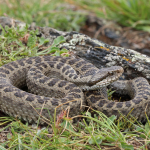 Vipera dinniki