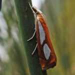 Catoptria pinella