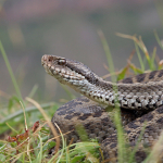 Vipera dinniki