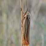 Spiris striata