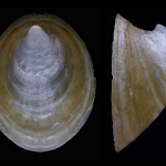 Ancylus fluviatilis