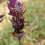 Rhynocoris iracundus