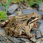 Rana macrocnemis