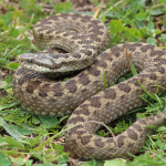 Vipera dinniki