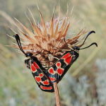 Zygaena carniolica