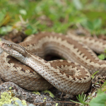 Vipera dinniki