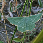 Thalera fimbrialis