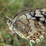 Melanargia larissa