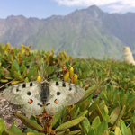 Parnassius apollo