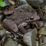 Pelodytes caucasicus