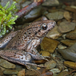 Pelodytes caucasicus