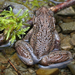 Pelodytes caucasicus