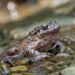 Pelodytes caucasicus